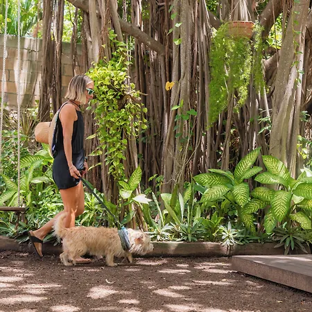 Hotel Casa Colonial Cozumel-Dog Friendly