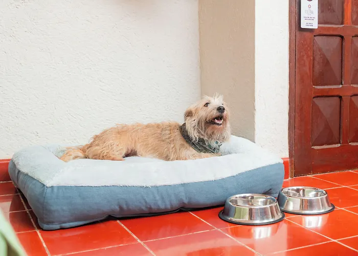 Casa Colonial Cozumel-dog Friendly Hotel